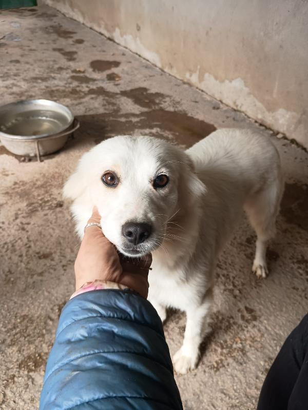Rugiada - Cagnolina Di 1 Anno - Taglia Medio-Piccola
